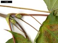 SpeciesSub: subsp. cappadocicum SpeciesSub: subsp. cappadocicum
